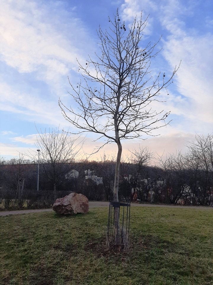 plane tree
